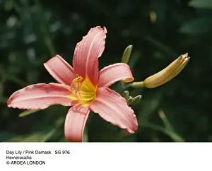 Lilies Prints: Picture No. 10855465