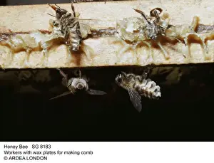 Beehive Prints: Picture No. 10855466