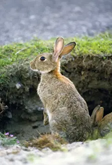 Cuniculus Prints: Picture No. 10855477