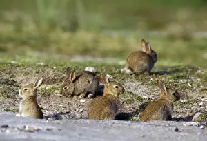 Cuniculus Prints: Picture No. 10855493