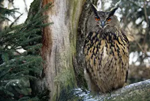 Bubo Prints: Picture No. 10855537
