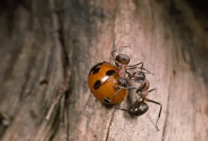 Ants Prints: Picture No. 10855589