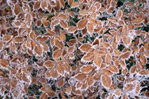 Frosted Prints: Picture No. 10855624
