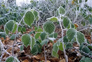 Bramble Prints: Picture No. 10855626