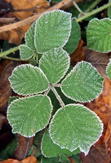 Bramble Prints: Picture No. 10855627
