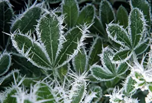 Frosted Prints: Picture No. 10855628