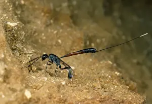 Wasp Prints: Picture No. 10855671