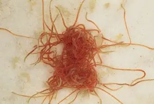 Worm Prints: Picture No. 10855792