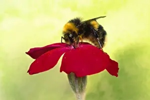 Bombus Prints: Picture No. 10855815