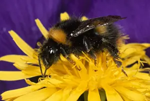 Bombus Prints: Picture No. 10855819