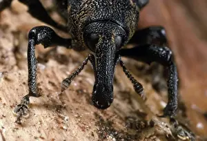 Weevil Prints: Picture No. 10855838