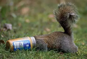 Sciurus Prints: Picture No. 10855922