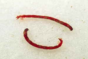 Larva Prints: Picture No. 10855931