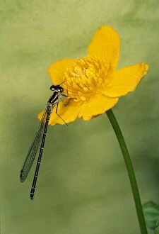 Coenagrion Collection: Picture No. 10855982