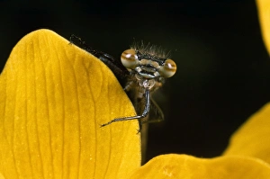 Coenagrion Collection: Picture No. 10855990