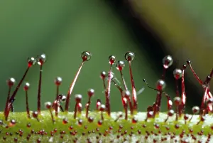 Drosera Prints: Picture No. 10856001