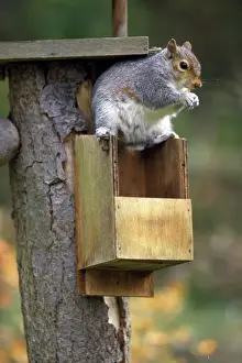Sciurus Prints: Picture No. 10856064