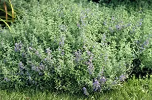 Nepeta Prints: Picture No. 10856221