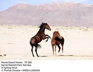 Stallions Prints: Picture No. 10856267