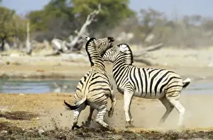 Stallions Prints: Picture No. 10856272