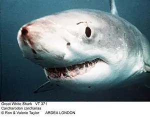 Carcharodon Prints: Picture No. 10856338