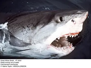 Carcharodon Prints: Picture No. 10856341