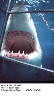 Carcharodon Prints: Picture No. 10856343