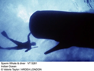 Sperm Collection: Picture No. 10856344
