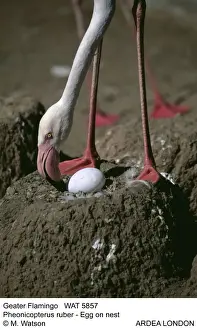 Flamingo Prints: Picture No. 10856379