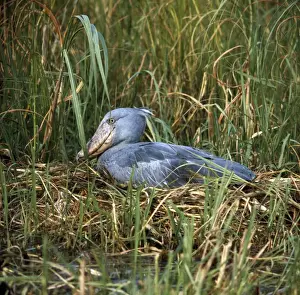 Shoebill Prints: Picture No. 10856401