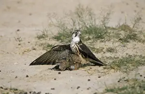 Sandgrouse Prints: Picture No. 10856728