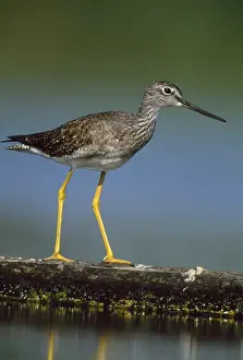 Yellowlegs Prints: Picture No. 10856800