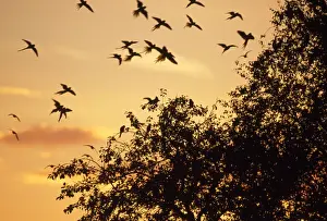 Parakeets Prints: Picture No. 10856813