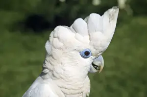Cacatua Prints: Picture No. 10856843