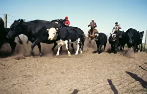 Herding Prints: Picture No. 10856903