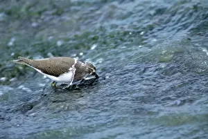 Sandpiper Prints: Picture No. 10857000