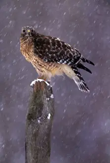 Buteo Prints: Picture No. 10857059