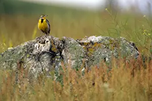 Meadowlark Prints: Picture No. 10857107