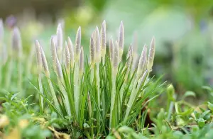Crocus Prints: Picture No. 10857155