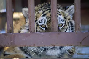 Zoos Prints: Picture No. 10857169