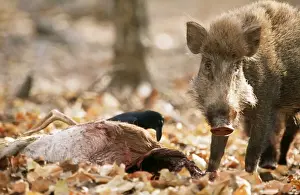 Boar Prints: Picture No. 10857191