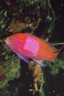 Pseudanthias Prints: Picture No. 10857790