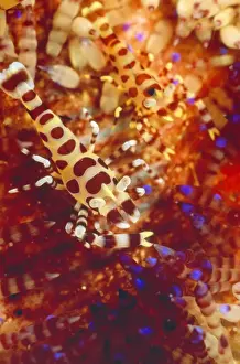 Urchin Prints: Picture No. 10857791