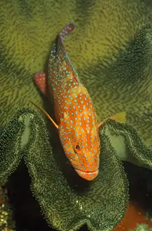 Grouper Prints: Picture No. 10857793