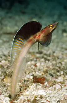 Blenny Prints: Picture No. 10857795