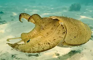 Cuttlefish Prints: Picture No. 10857796