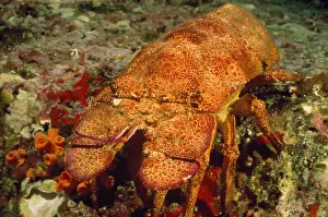 Lobster Prints: Picture No. 10857799