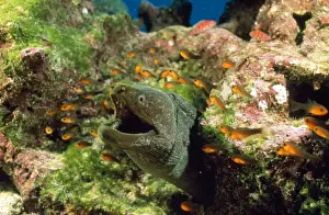 Moray Prints: Picture No. 10857803
