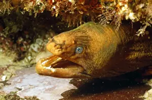Moray Prints: Picture No. 10857804