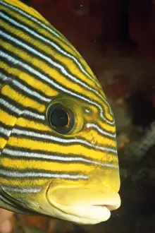 Sweetlips Prints: Picture No. 10857805